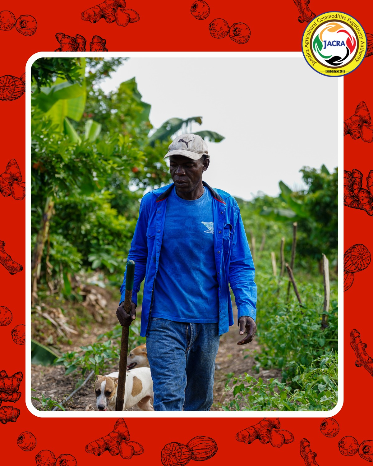 Jamaica Agricultural Commodities Regulatory Authority - JACRA | Kingston