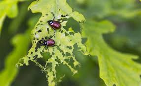 Esoteric Etymology - Etymology of the word 'insect' Its from Latin word ...