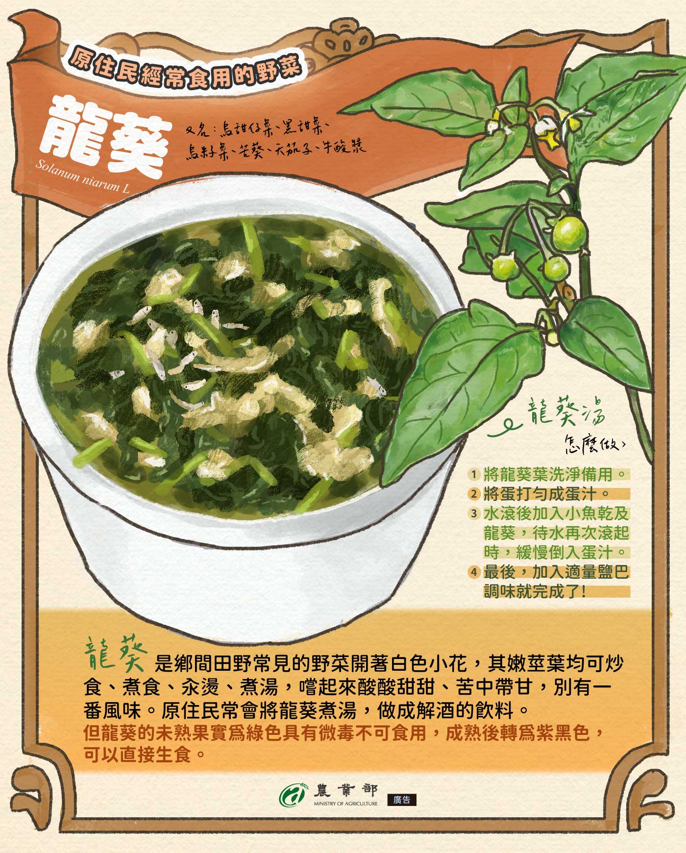 農業部 - 龍葵，大家有吃過嗎?今天就為大家介紹一下龍葵，也有人叫它烏甜仔菜、黑甜菜、烏籽菜、苦葵、天茄子、牛酸漿，從... | Facebook