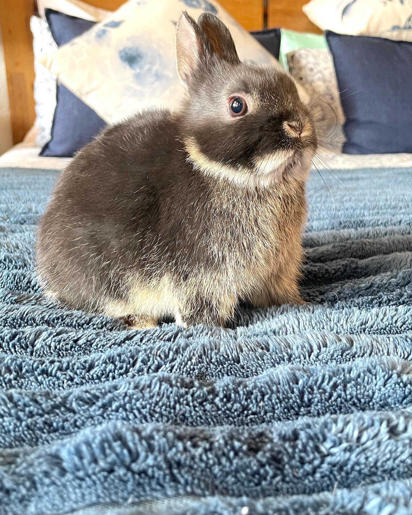 Cinnamon Black Otter Rabbit