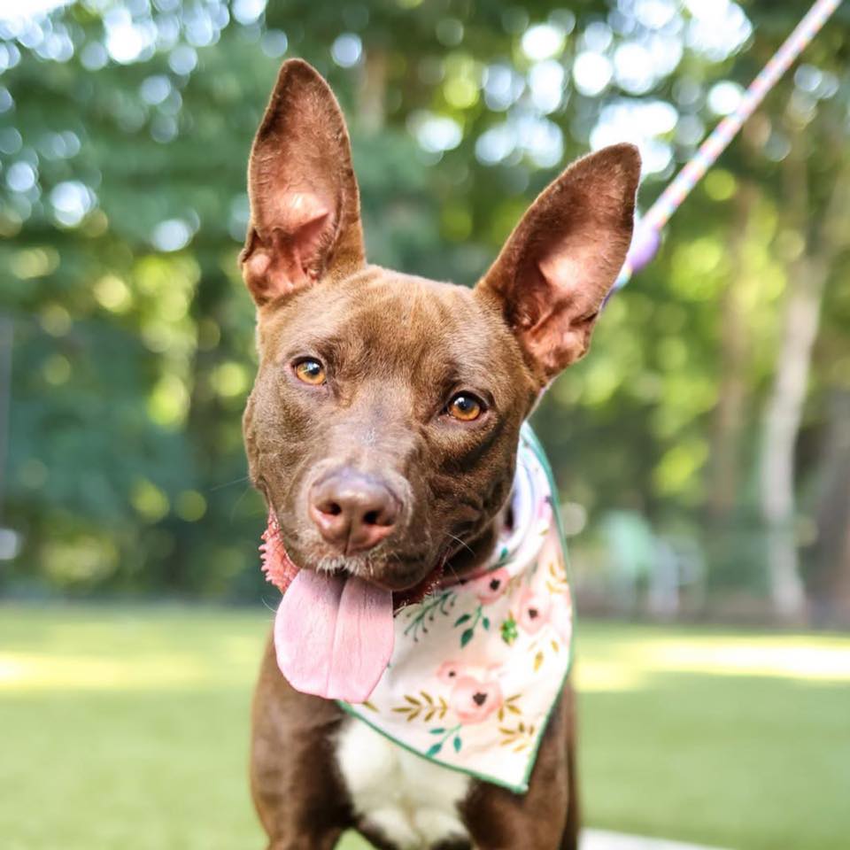 Adopt Raleigh