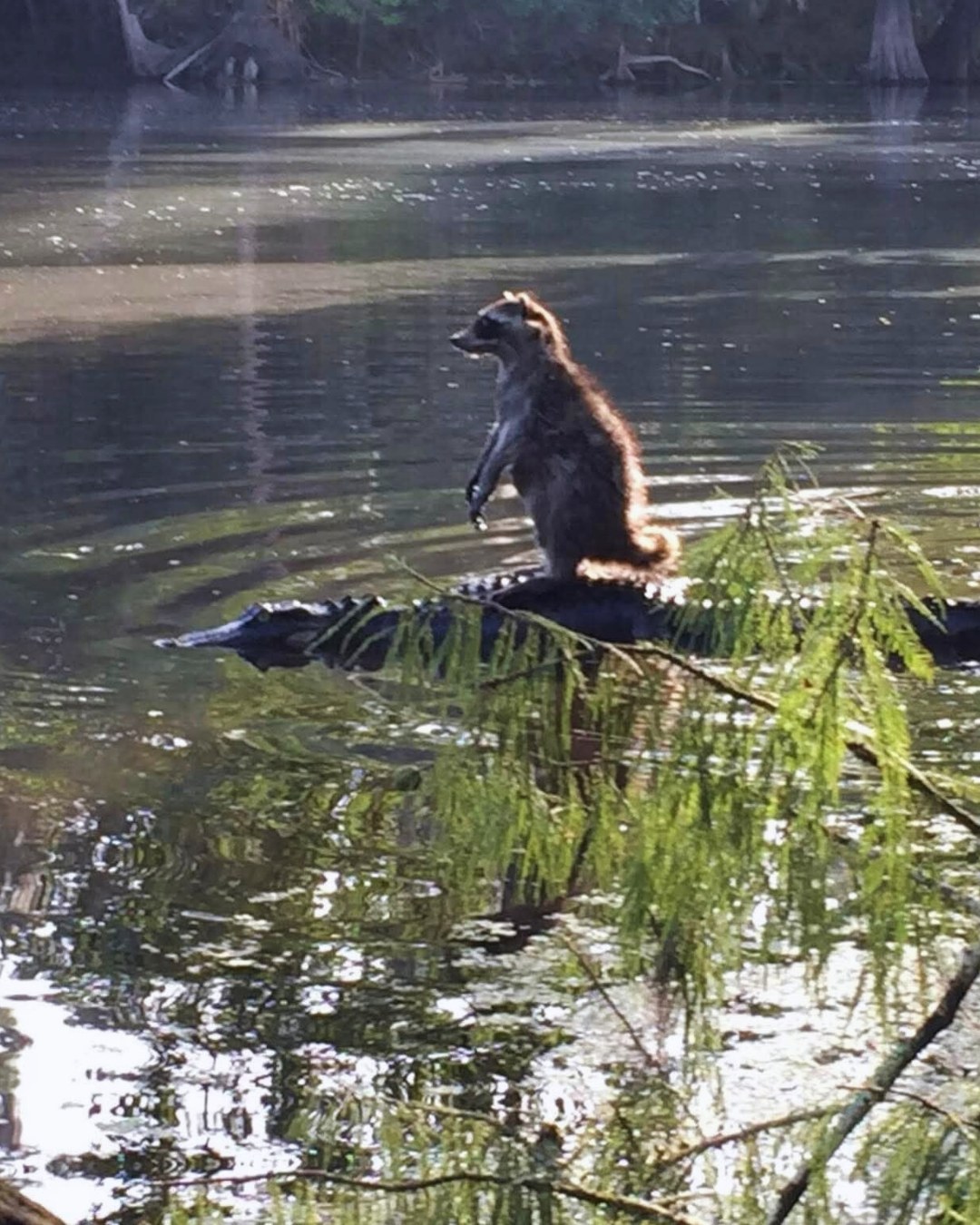 MrDavid - Raccoon spotted riding alligators across florida lake. Locals ...