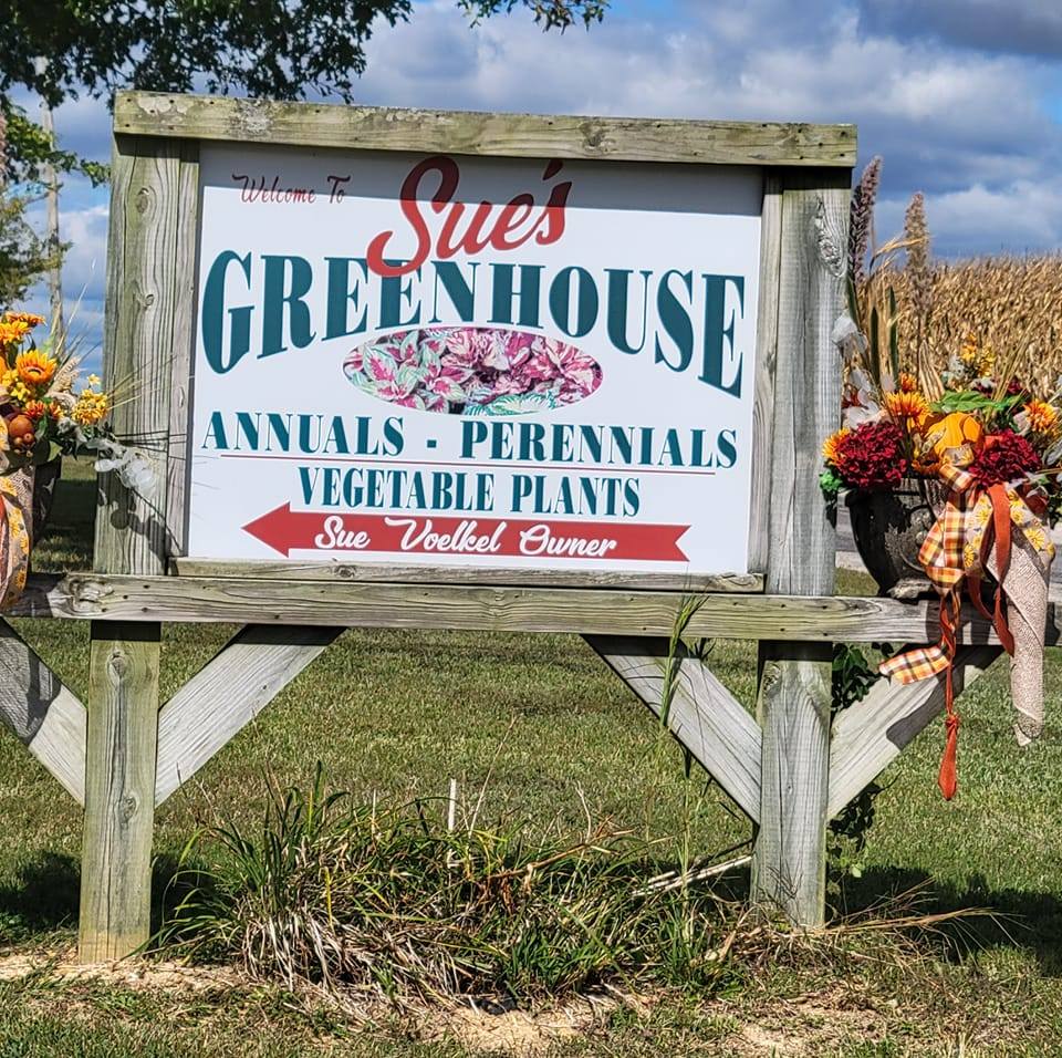 All annual flowers in 4.5"... - Sue's Greenhouse and More | Facebook