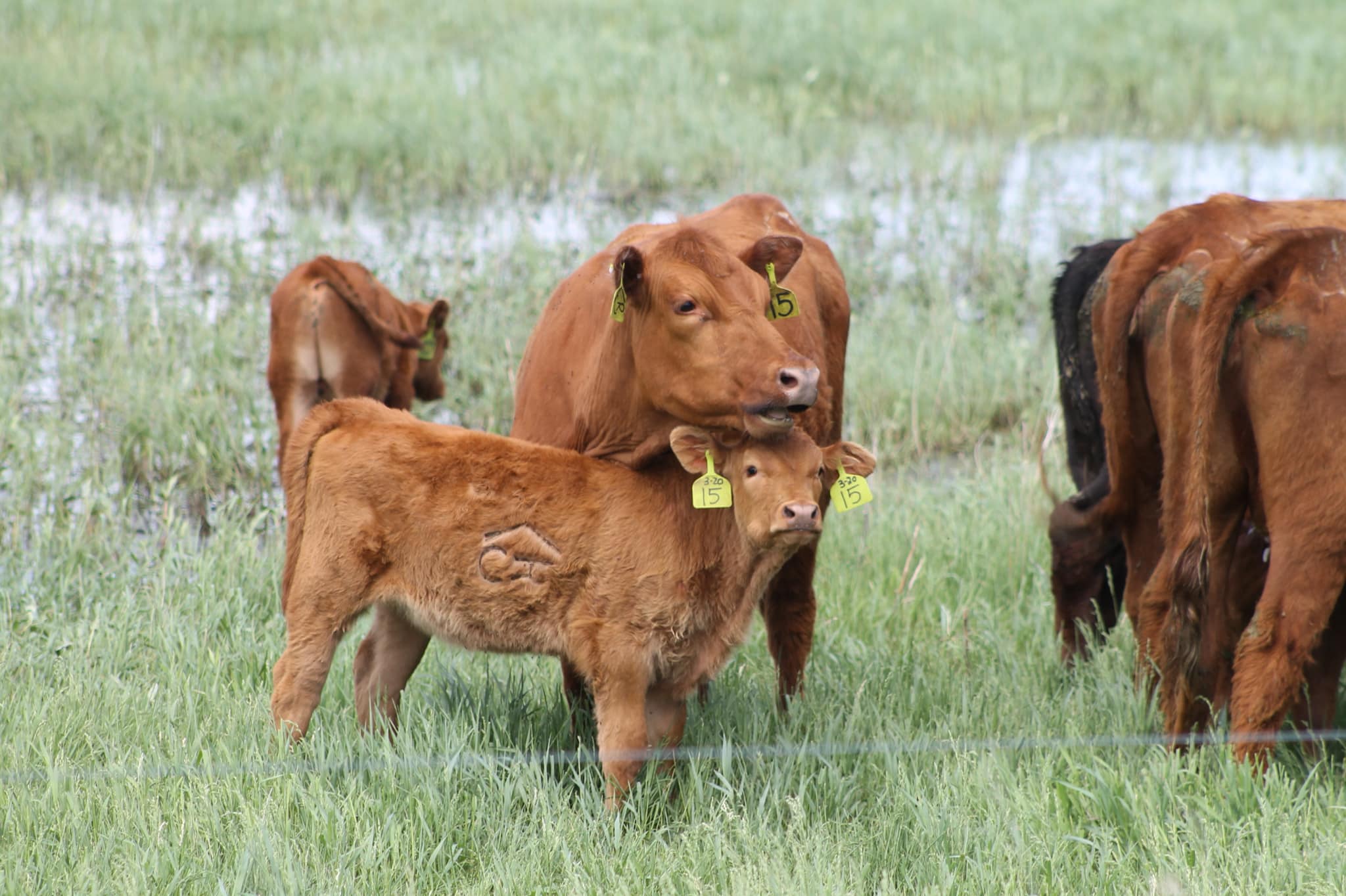 Rafter C lazy R cattle Co - Home