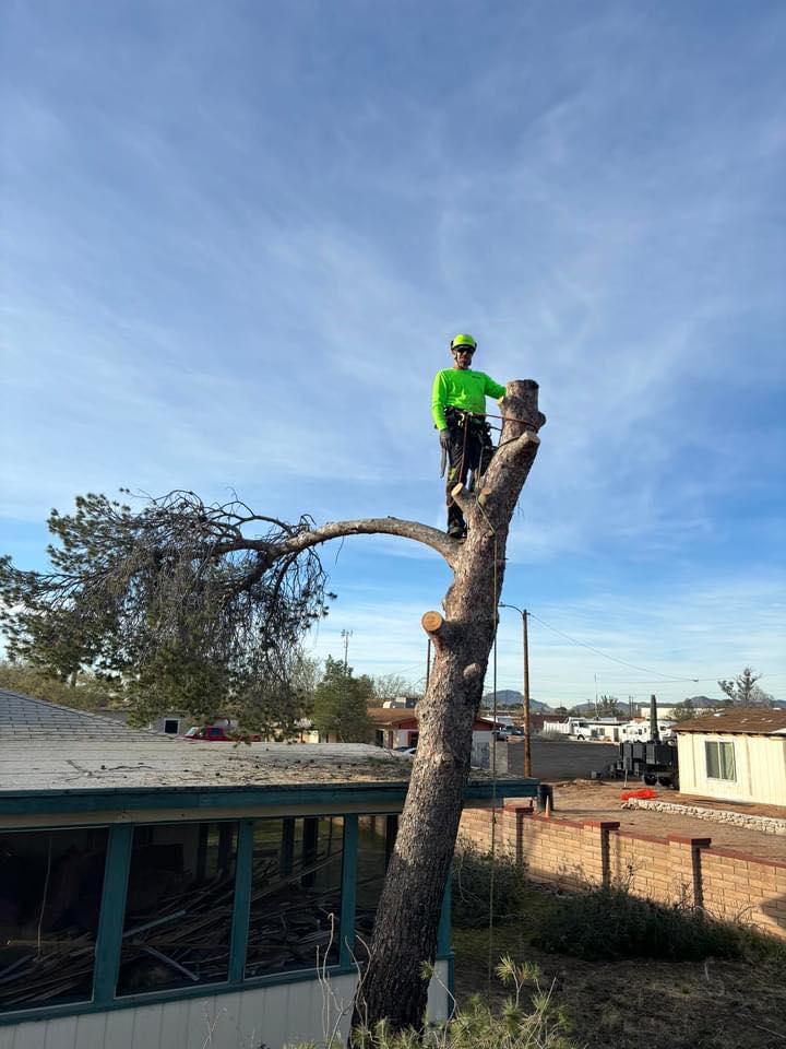 Top Notch Tree Service LLC | Tucson AZ