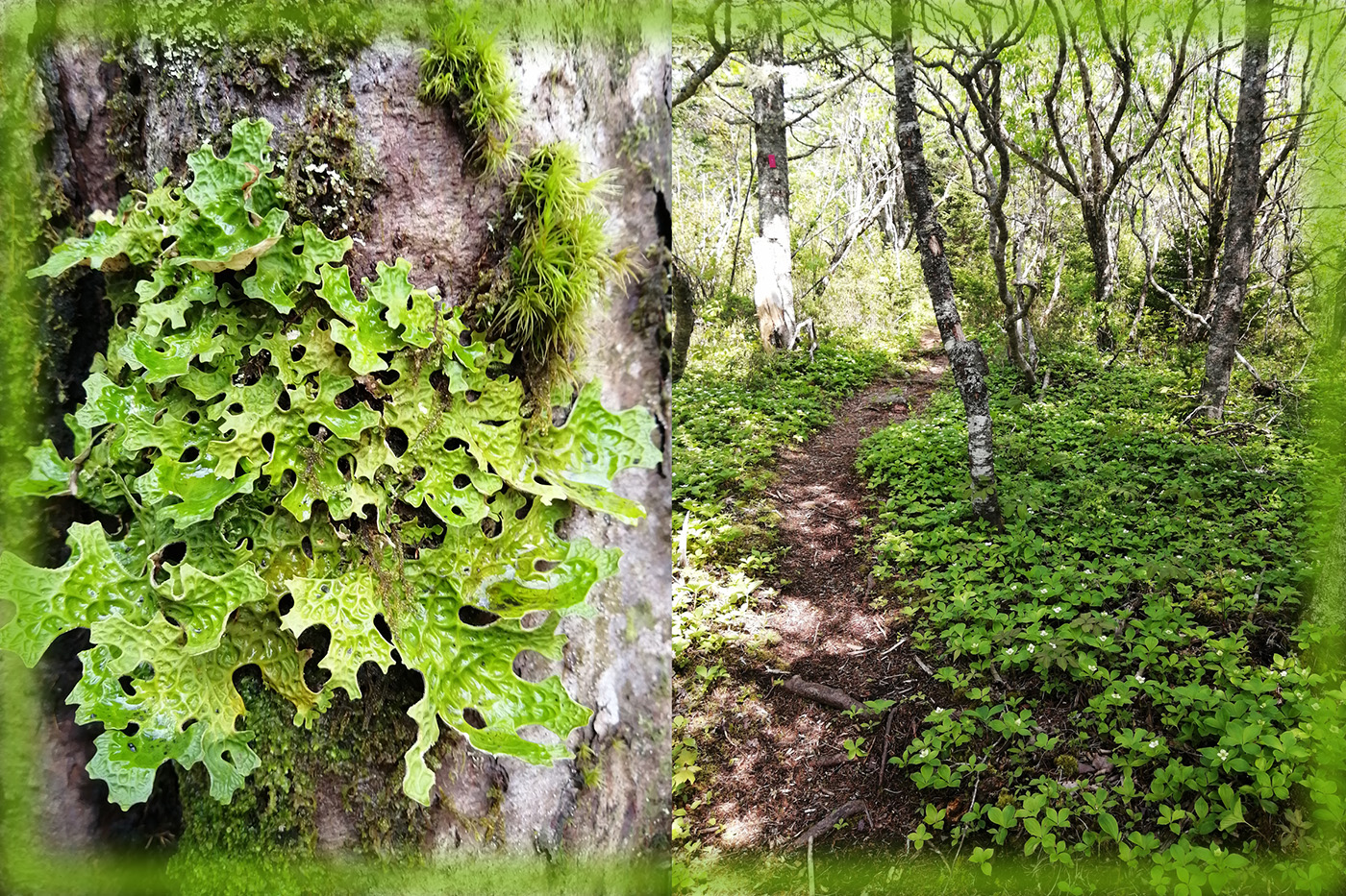 Walking with Plants: Indian Path Common