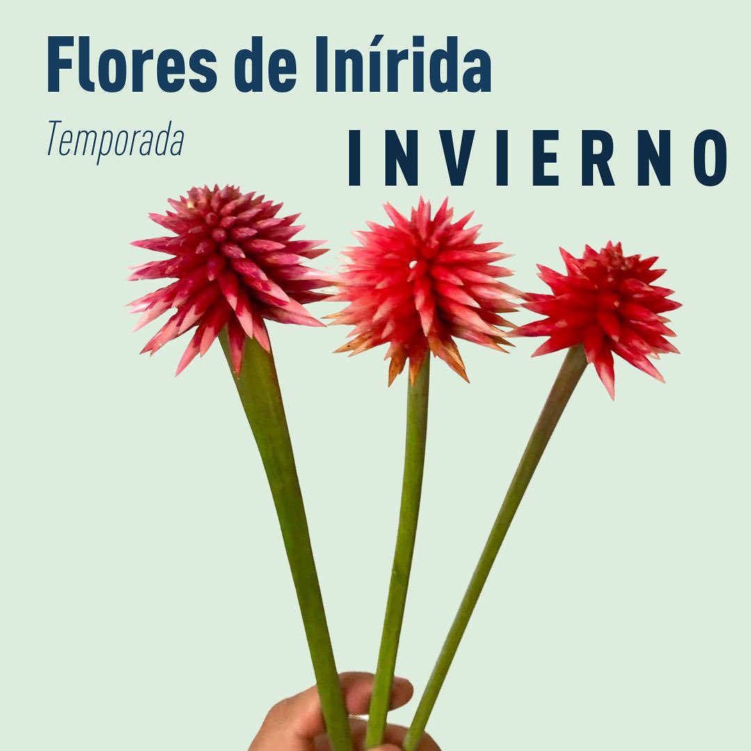 LIWI Flores Eternas | Bogotá