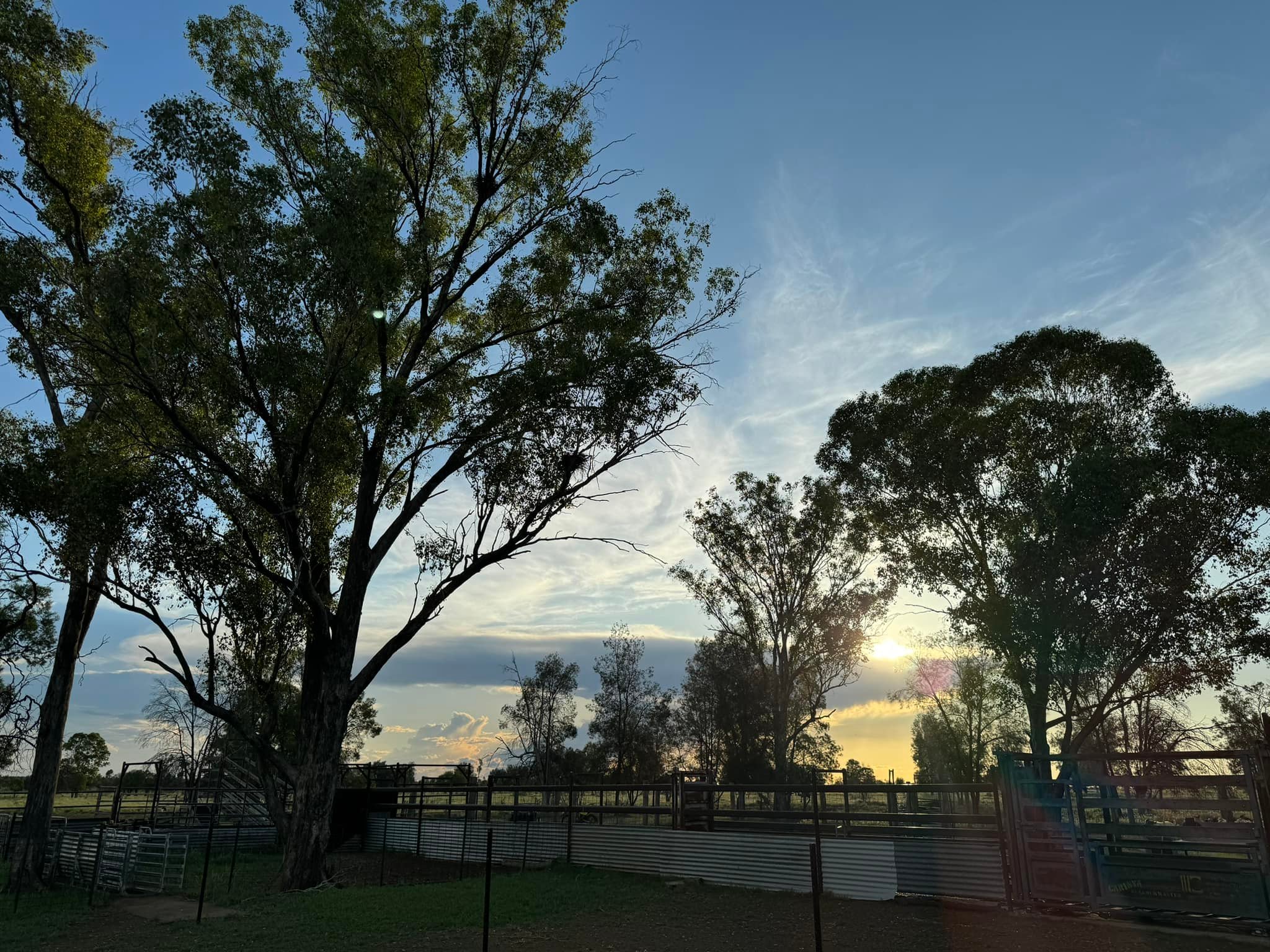 Aliven Farms | Roma QLD