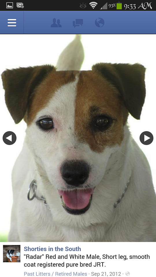 North Florida Jack Russell Puppies | Facebook