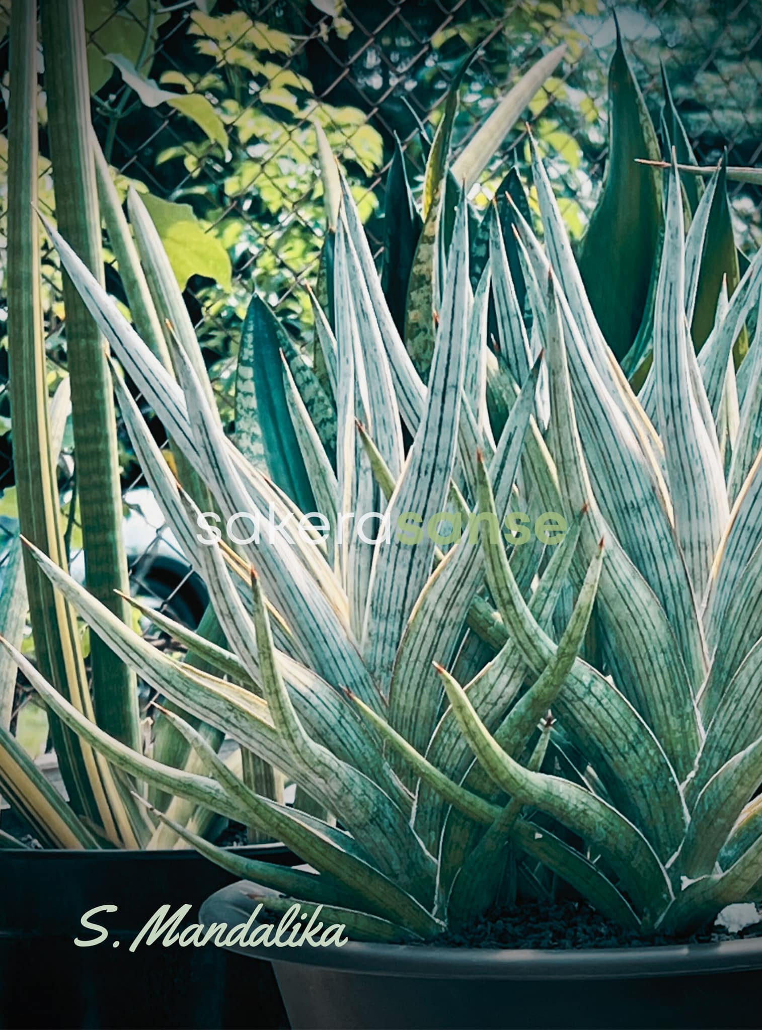 Sansevieria Himalayan,Pattaya,Buntheing,Asancaya and Rock man