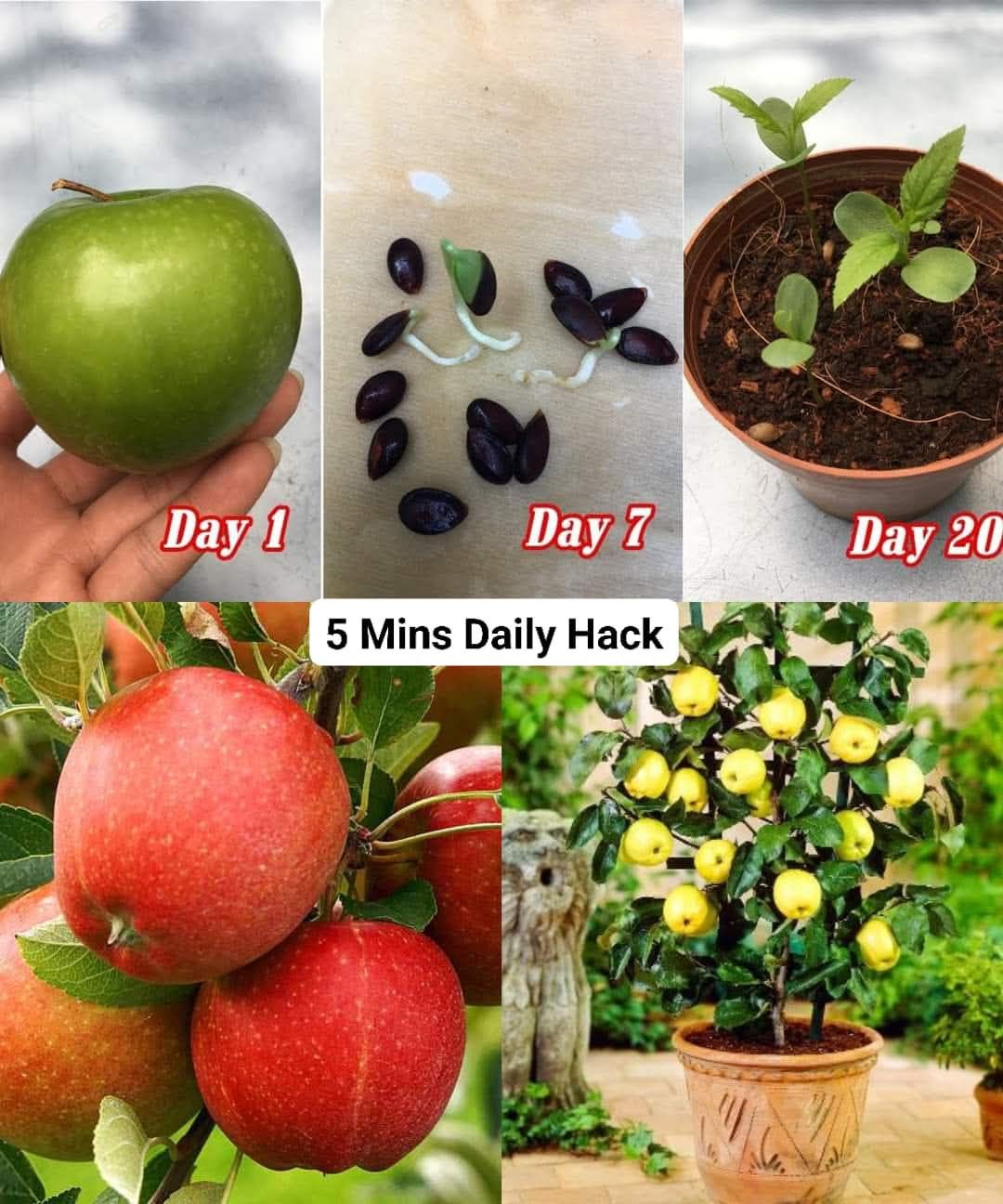 5 Minutes - Grow an Apple Tree from SEED to FRUIT Indoor 1. Gathering ...