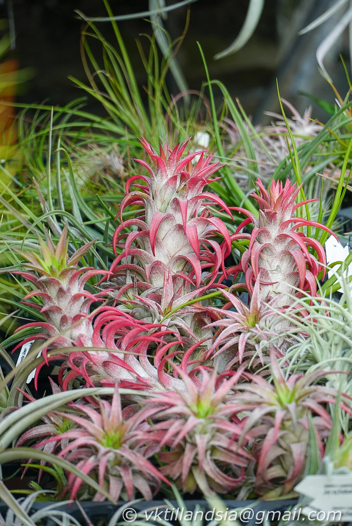 Tillandsia ionantha 'Hedgehog' The infamous ionantha that can be