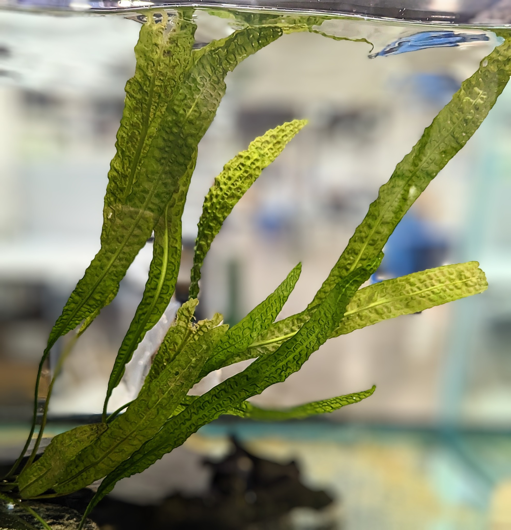 Cryptocoryne Aponogetifolia 'Philippine' Available in stock