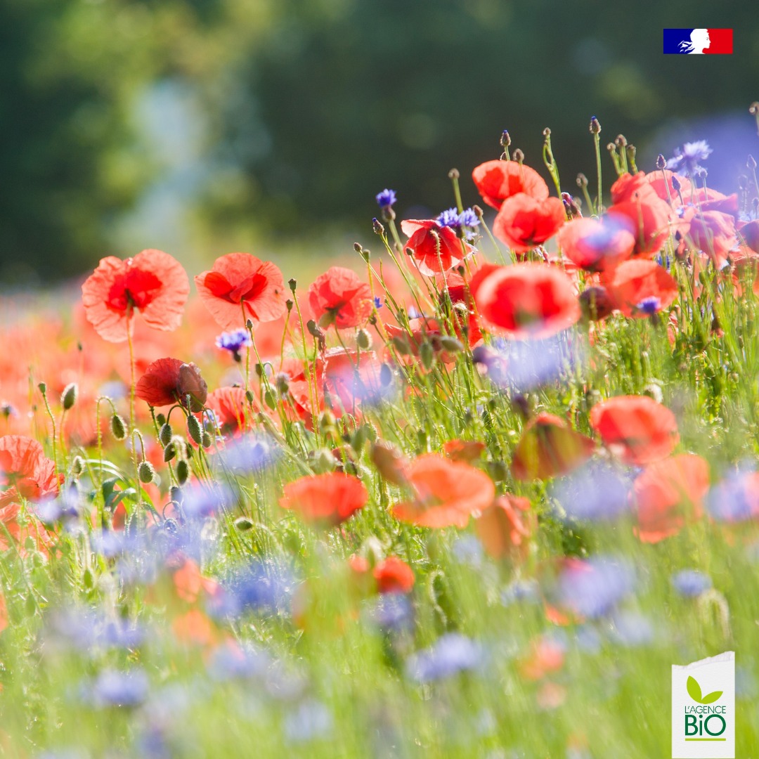 Agriculture - Agriculture biologique et biodiversité font la paire ! 🌿 ...
