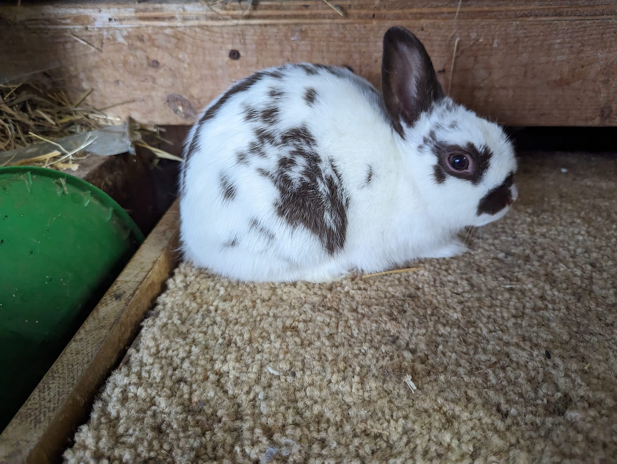 Keppy's Rabbits | Albion PA