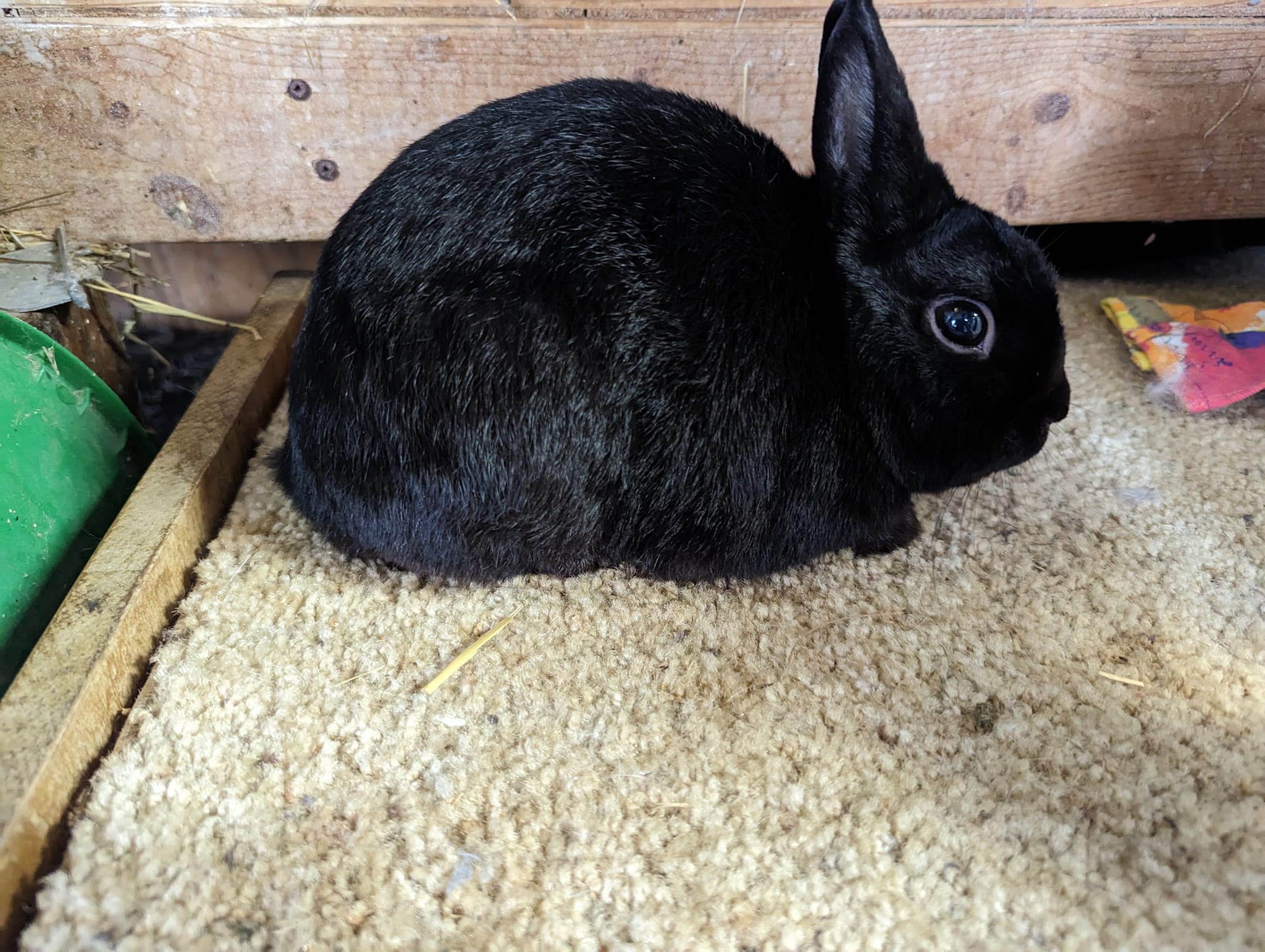 Keppy's Rabbits | Albion PA
