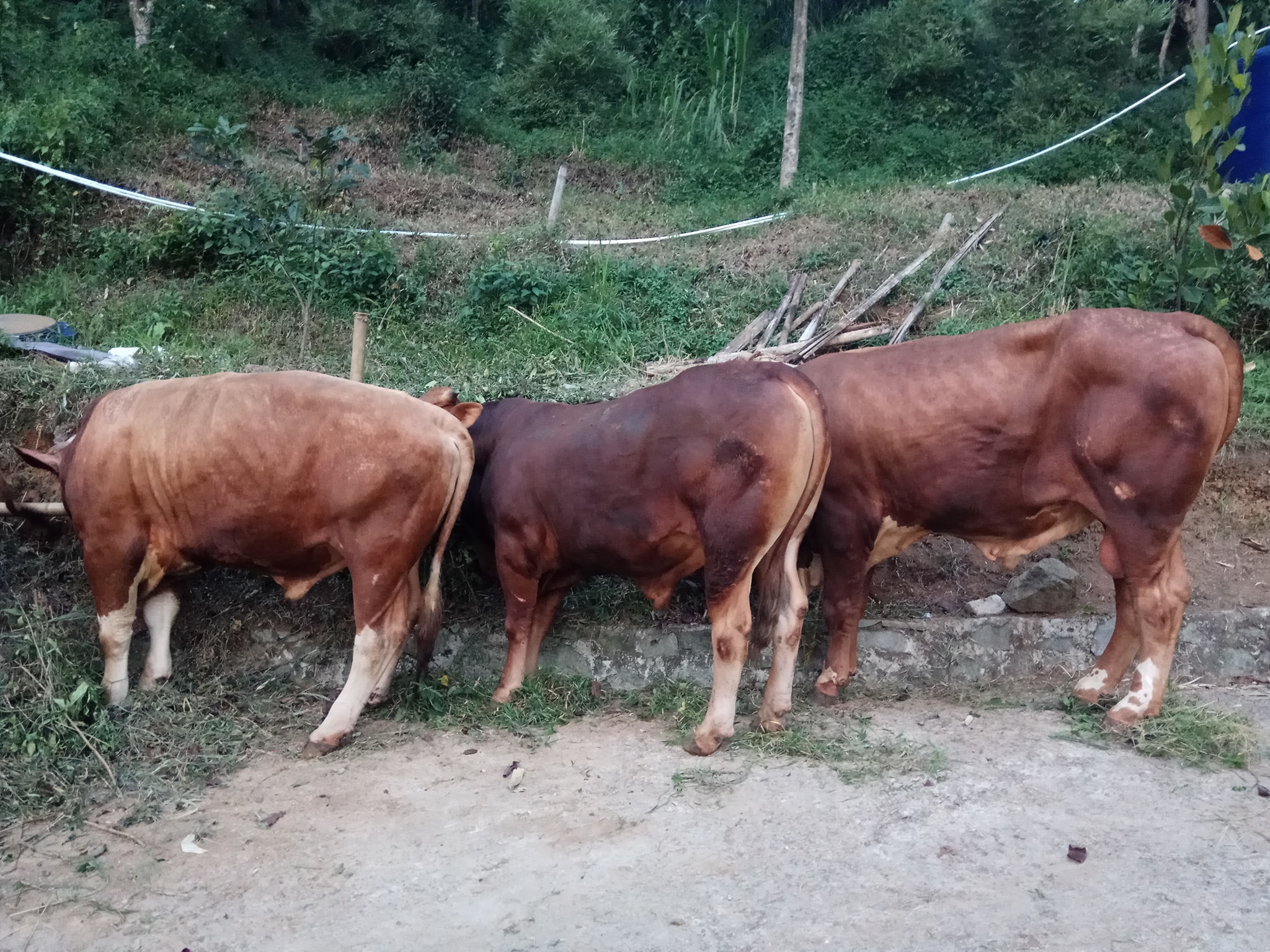 Sapi-sapi qurban ukuran besar jenis... - Jrami Farm Qurban | Facebook