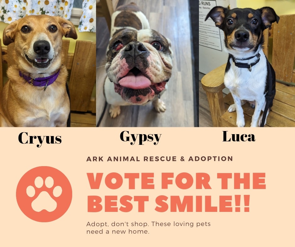 Vote for the best smile... - Ark Animal Rescue and Adoption