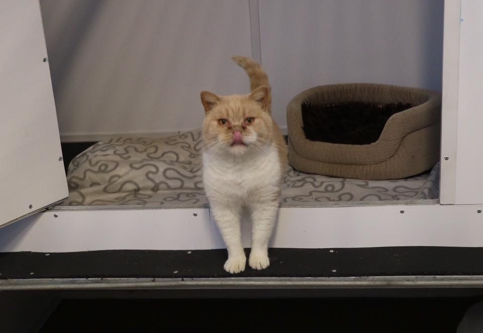 Springfield Cattery | Orsett