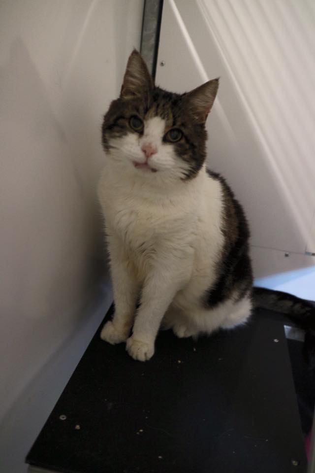 Springfield Cattery | Orsett