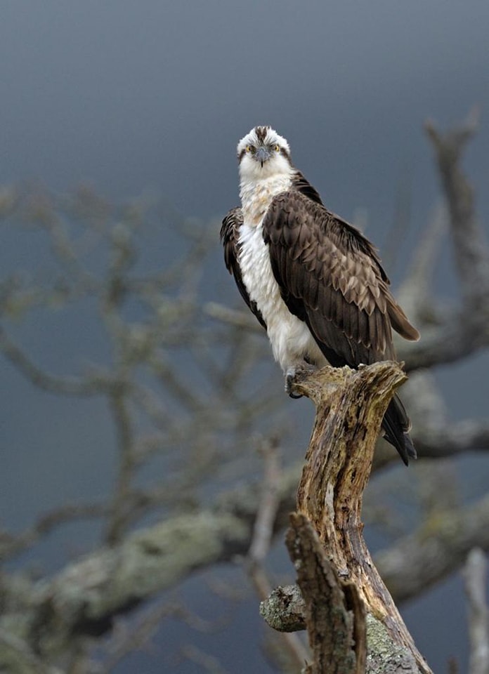 Northern Ireland Raptor Study Group | Lisnarick