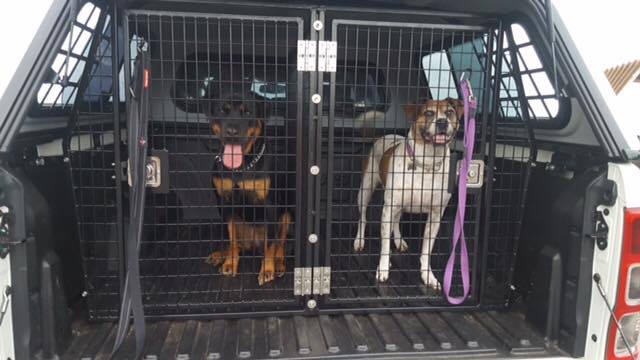 Happy safe dogs in their new cage... - Canine Crating Systems