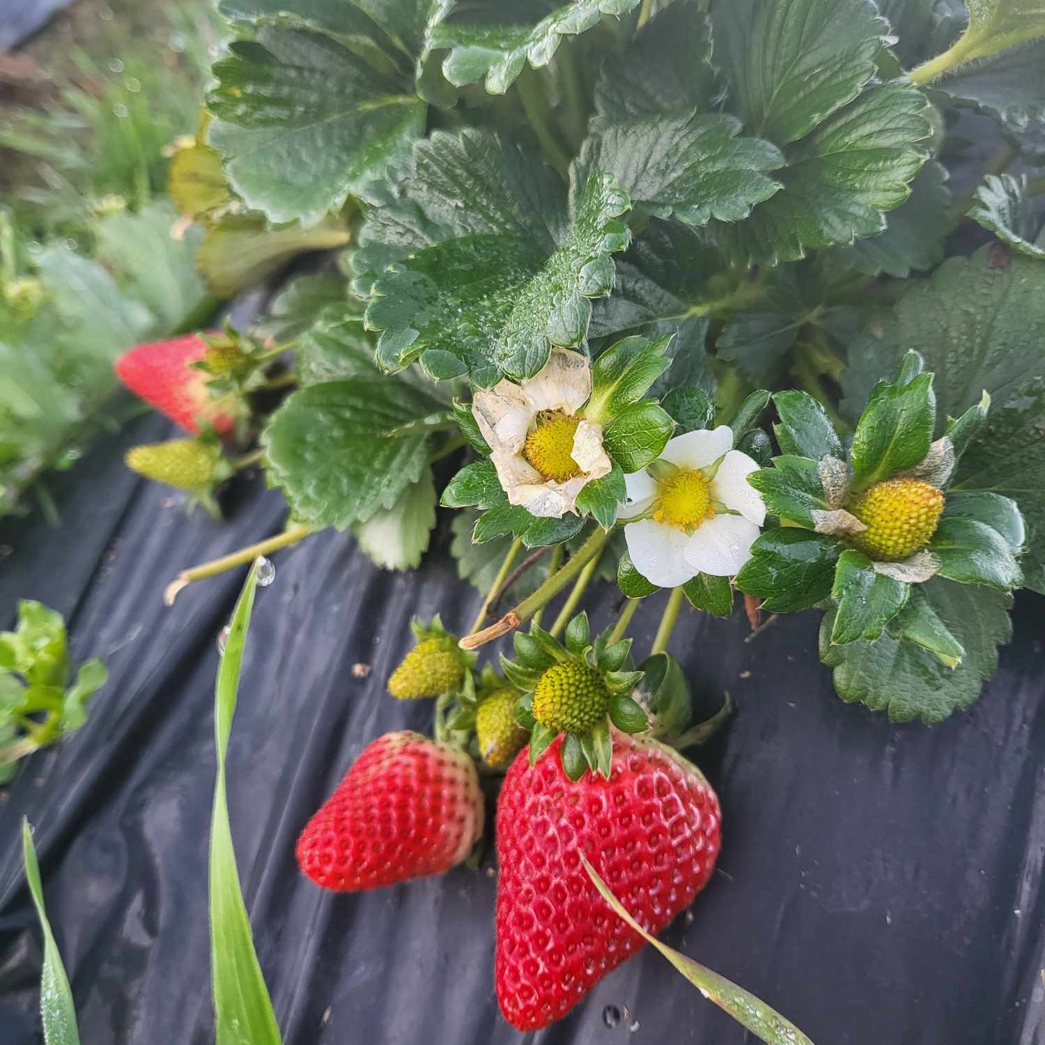 Magandang Umaga mula sa BJ Farm... - Session Groceries | Facebook
