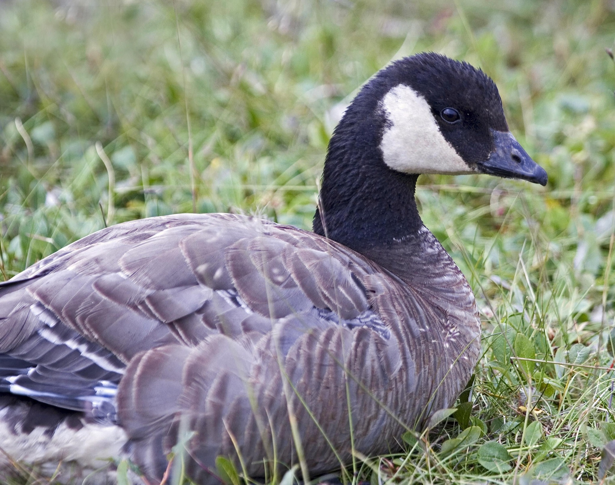 Mesabi - One of the joys of exploring the Mesabi Trail is wildlife ...