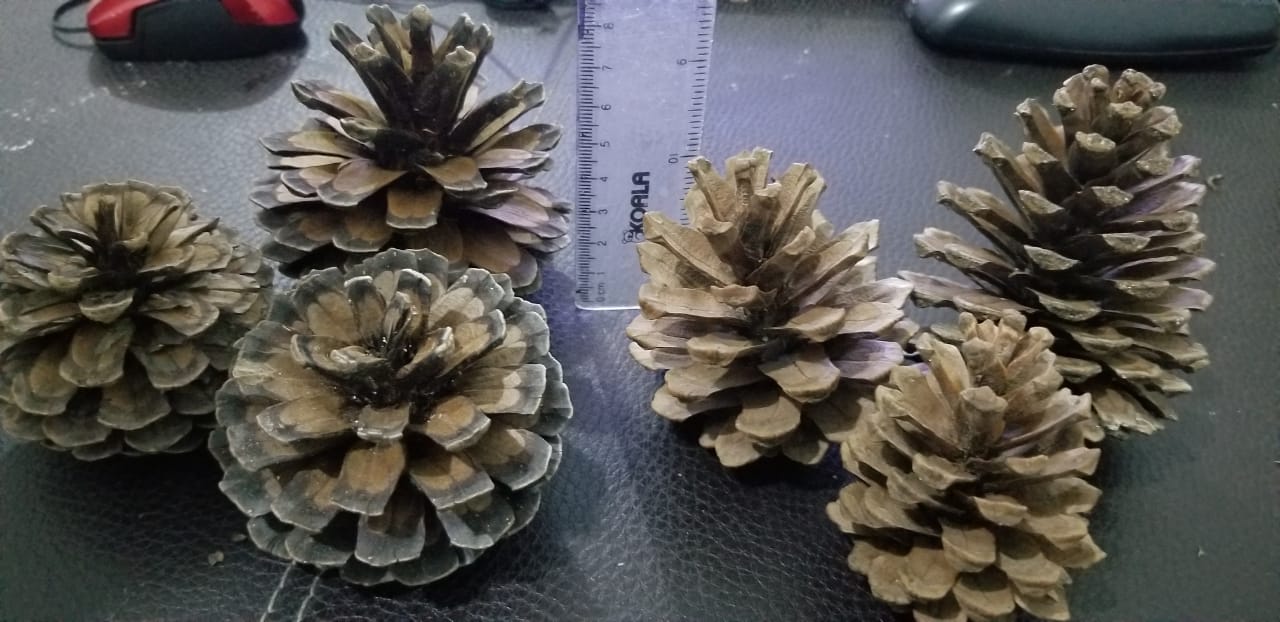 Ejemplo de Piñas Naturales: 1.... - Piñas De PINO México