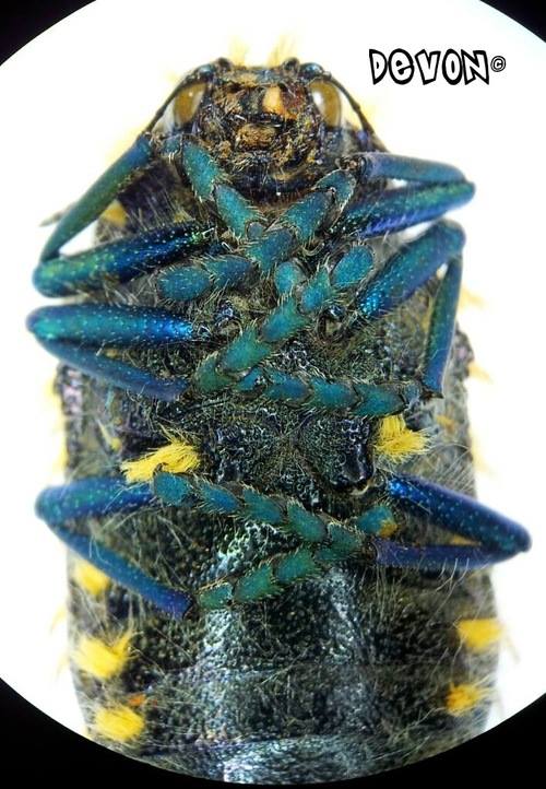 標本 RSA Julodis viridipes 27mm 標本 RSA Julodis viridipes 27mm
