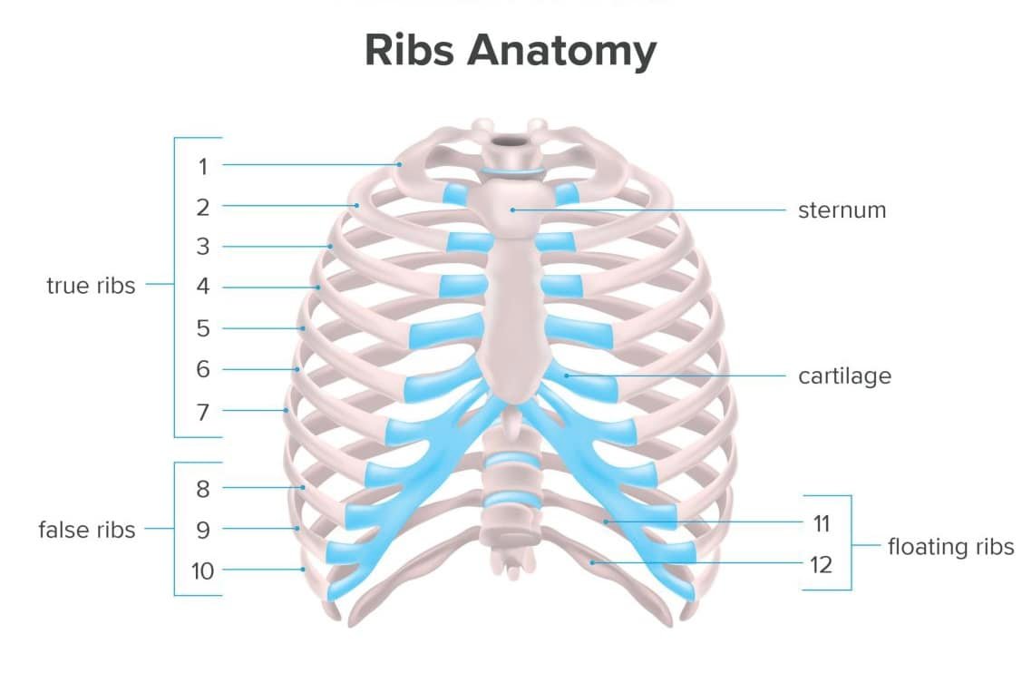 Dr Ahmed ali - types of ribs | Facebook