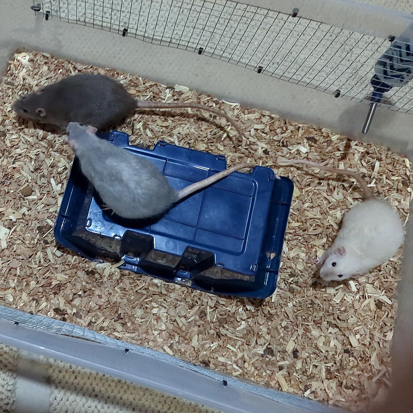 Buckingham Blue Rattery | Cleveland OH