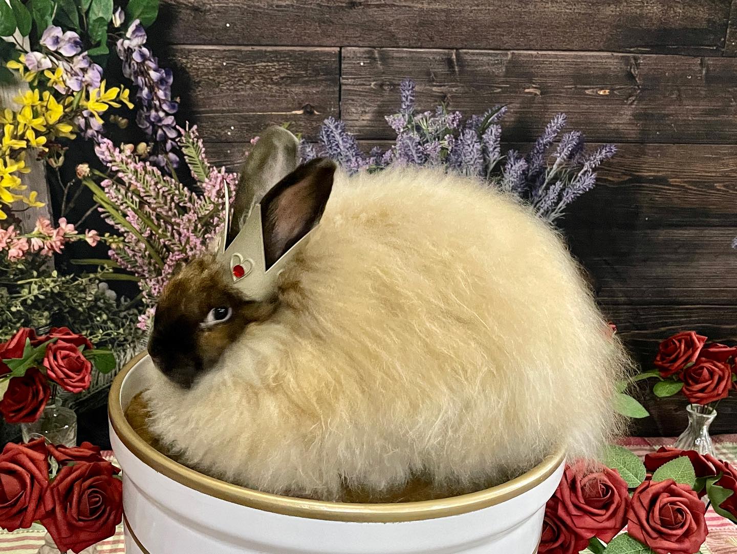 Rabbits and Roses 2025! East... - Southern Angora Rabbitry | Facebook