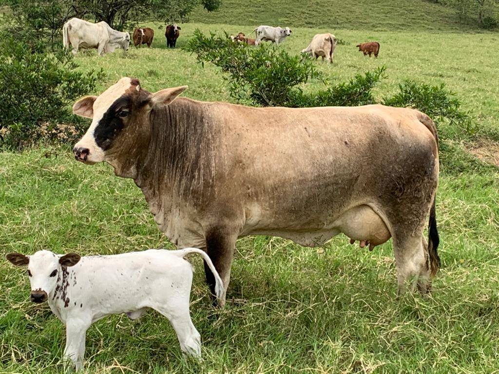 BlancoOrejinegro - HATOVIEJO ... 💖cruce BON x Simbrah. Observamos una ...