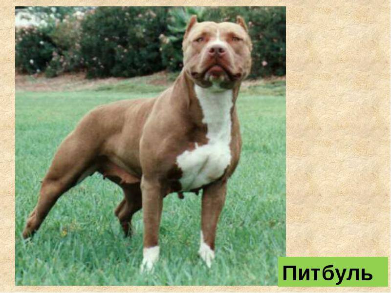 Pitbull Bagcilar Photos Facebook
