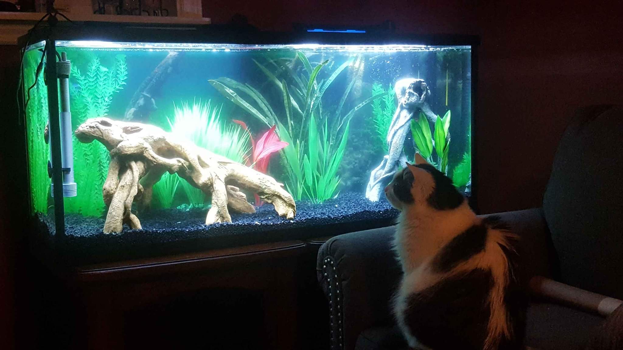 55 gallon aquarium Aquariums Inverness, Nova Scotia Facebook