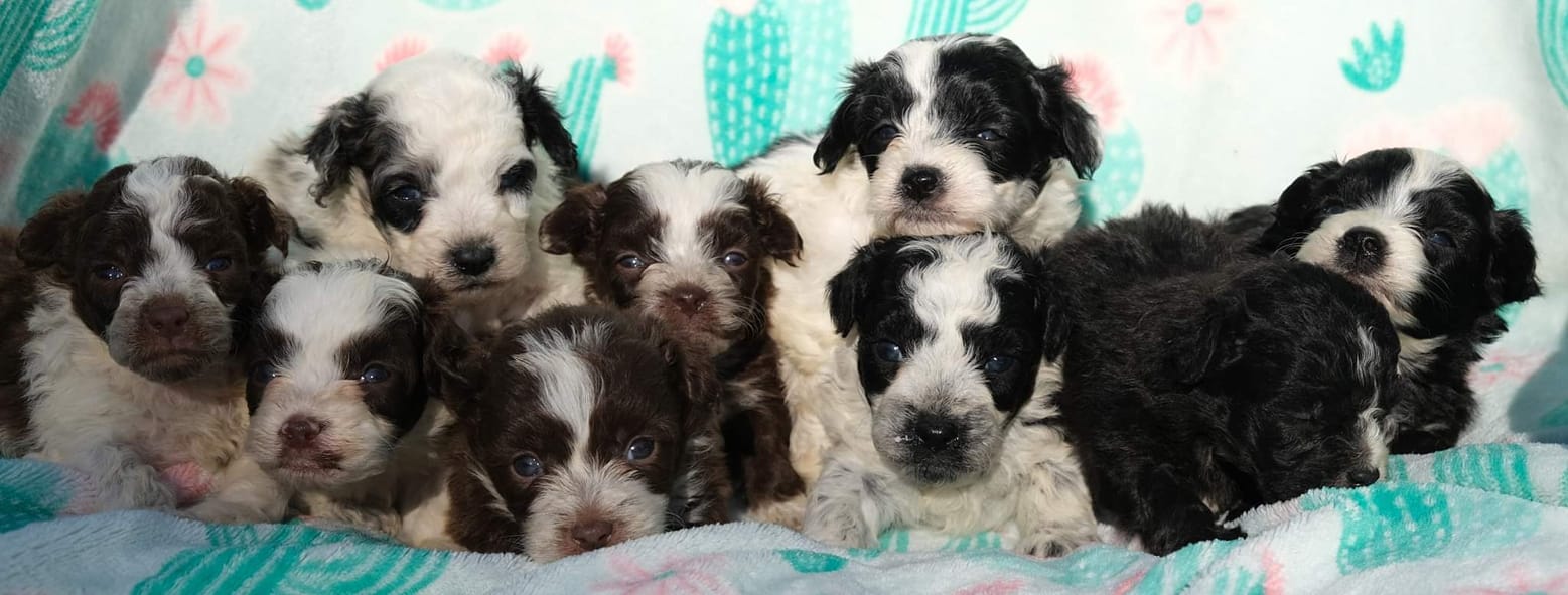 Ruff N Tumble Mini... - Ruff N Tumble Mini Aussie Doodles