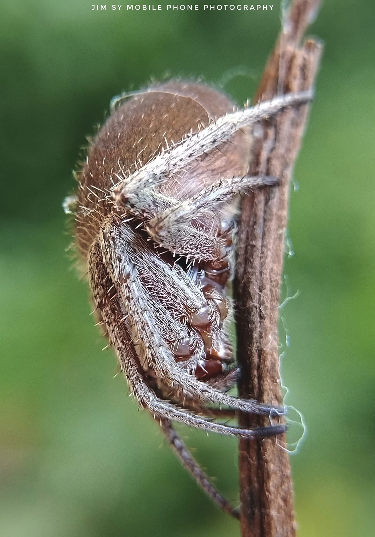 Jhimz World - A female Neoscana punctigera resting during... | Facebook