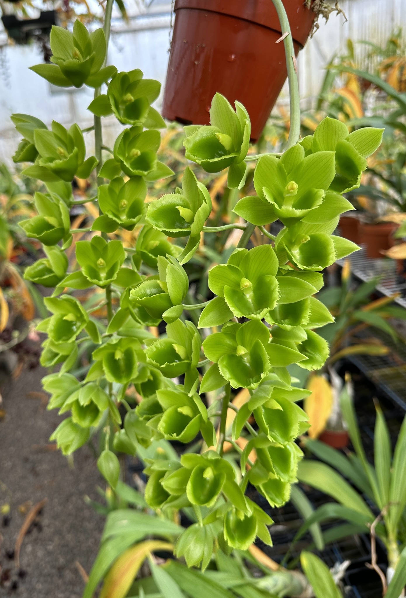 Fdk. Turning Point x Ctsm. expansum) Green, green, green!