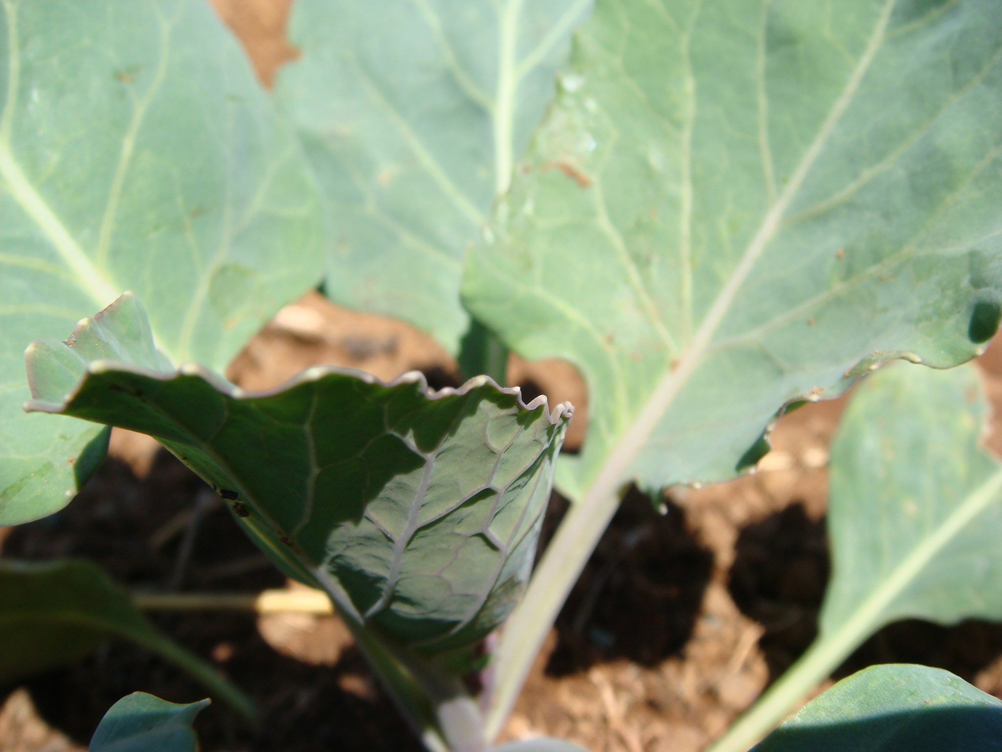 Aggieland Sustainable Farm | Mbabane