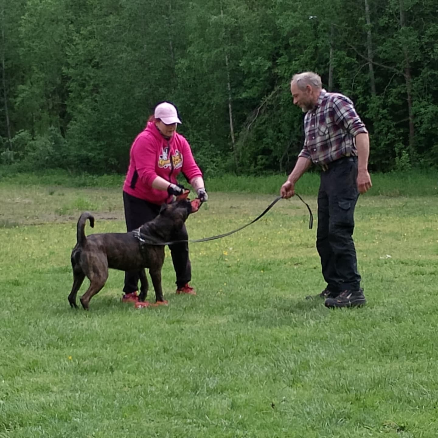 Suomen Cane Corso Yhdistys Ry | Sastamala