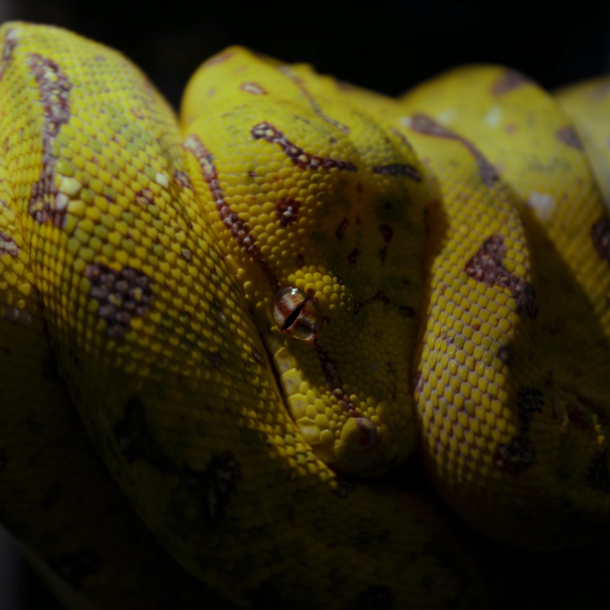 Newt getting some natural uvb ☀️•Boa constrictor imperator• # ...