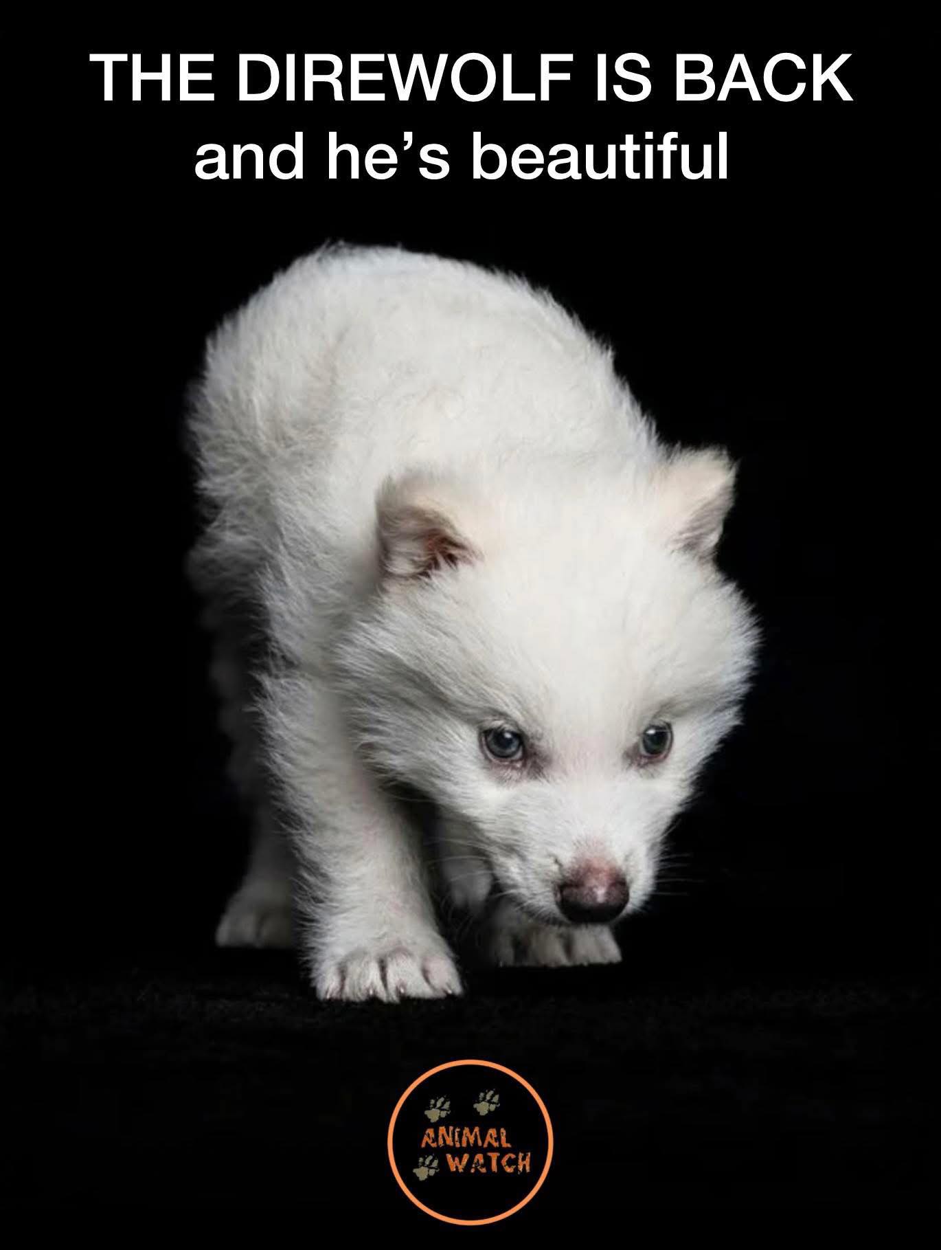 OMG it happened! The Direwolf is... - The Crone’s Cottage | Facebook
