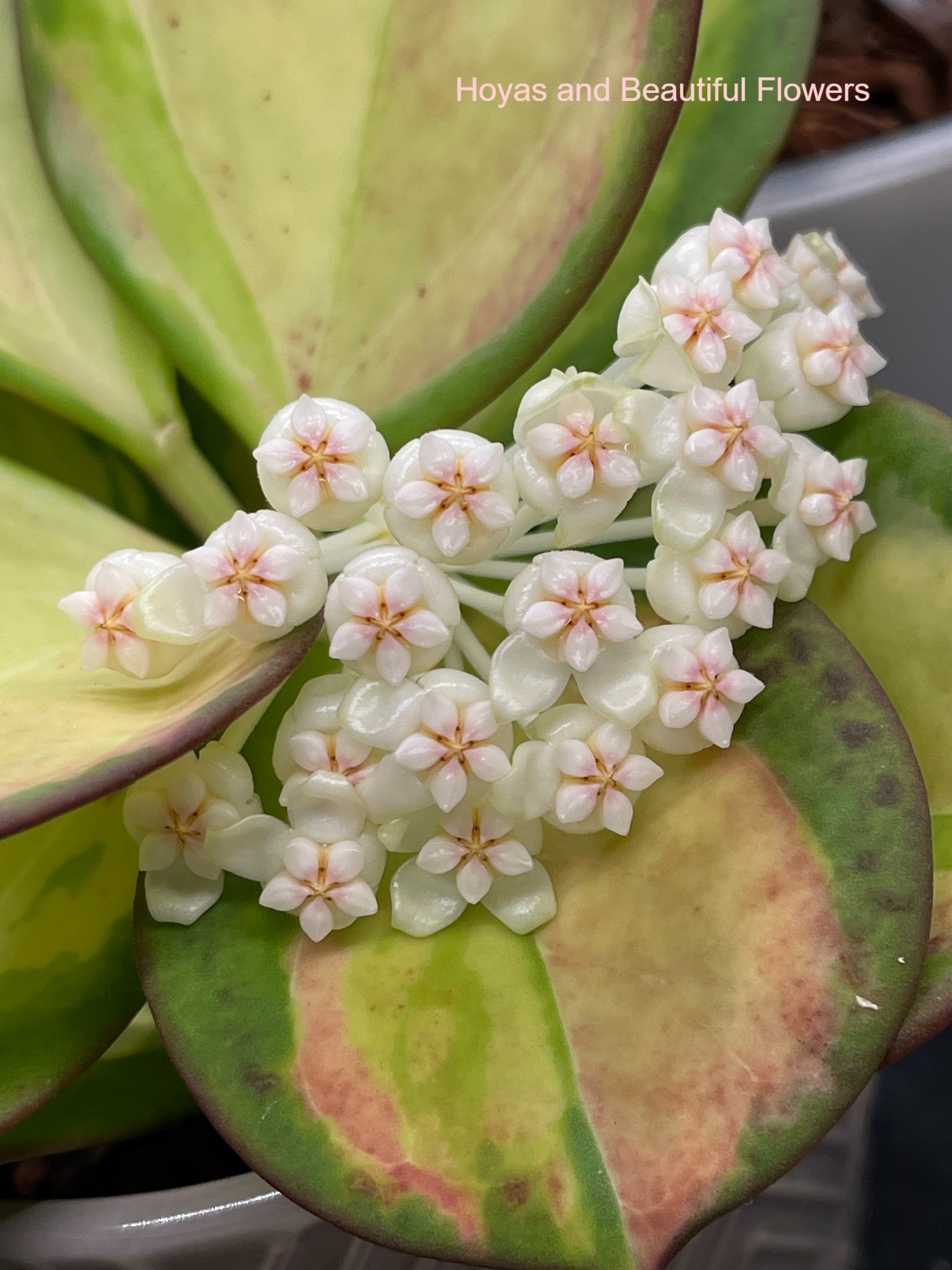 Hoya pachyclada inner variegated花座付き Hoya Pachyclada inner