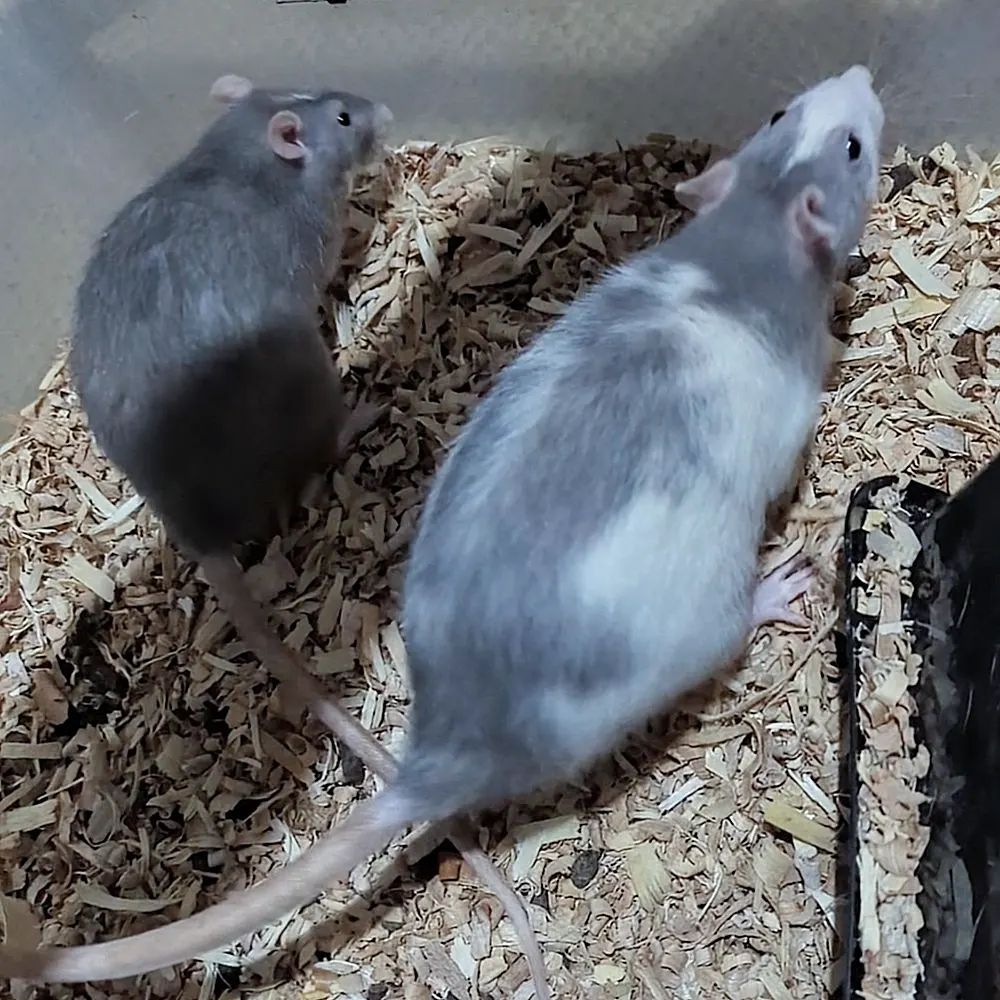 Buckingham Blue Rattery | Cleveland OH