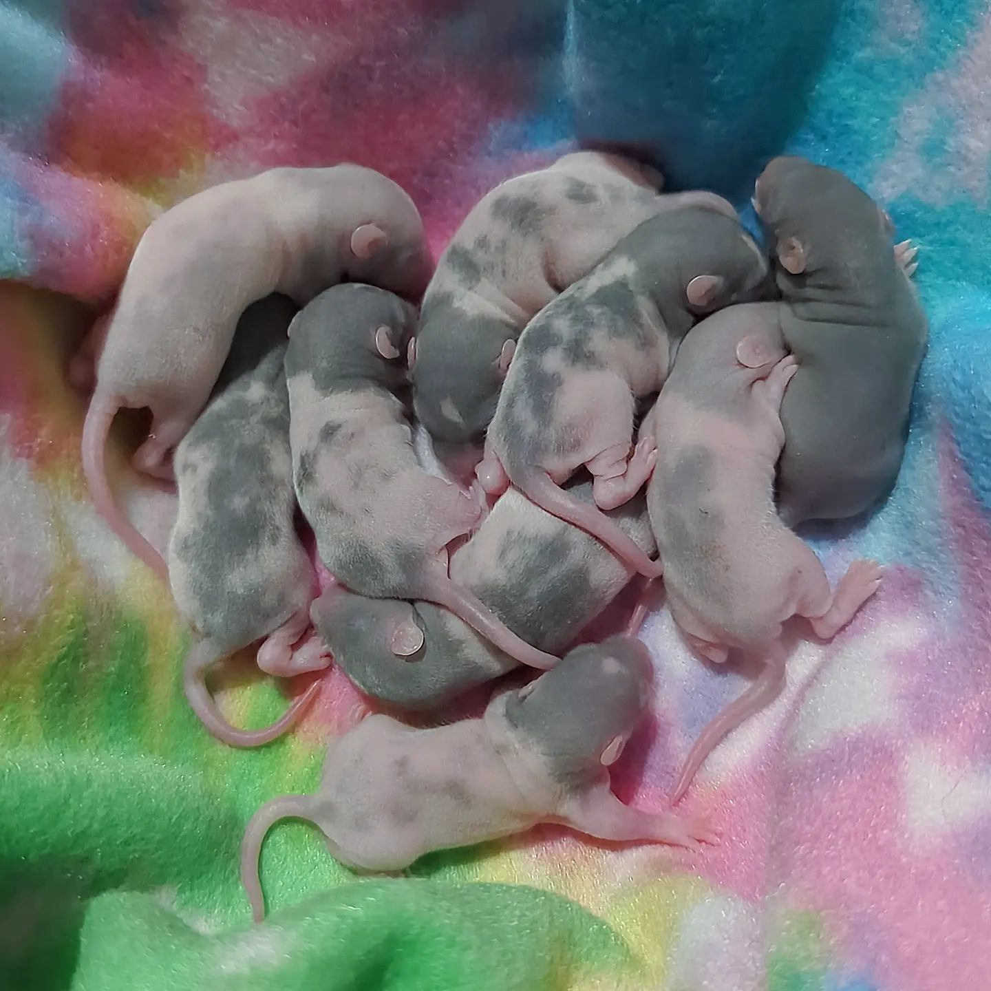 Buckingham Blue Rattery | Cleveland OH