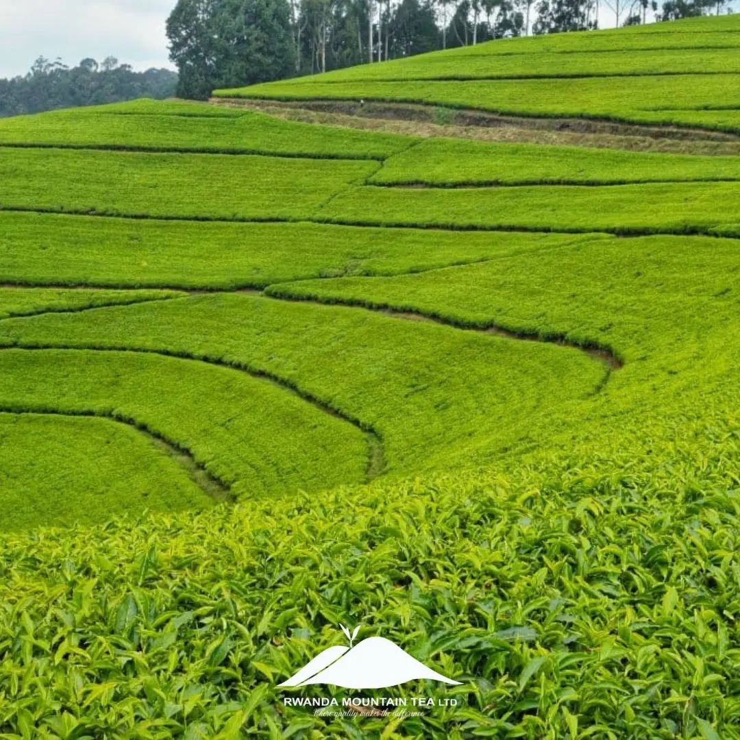 A Beautiful evening at Kitabi Tea... - Rwanda Mountain Tea