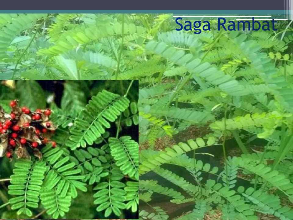 Kebune Kconk - Daun Saga Rambat, Daun Saga Rambat Segar,... | Facebook