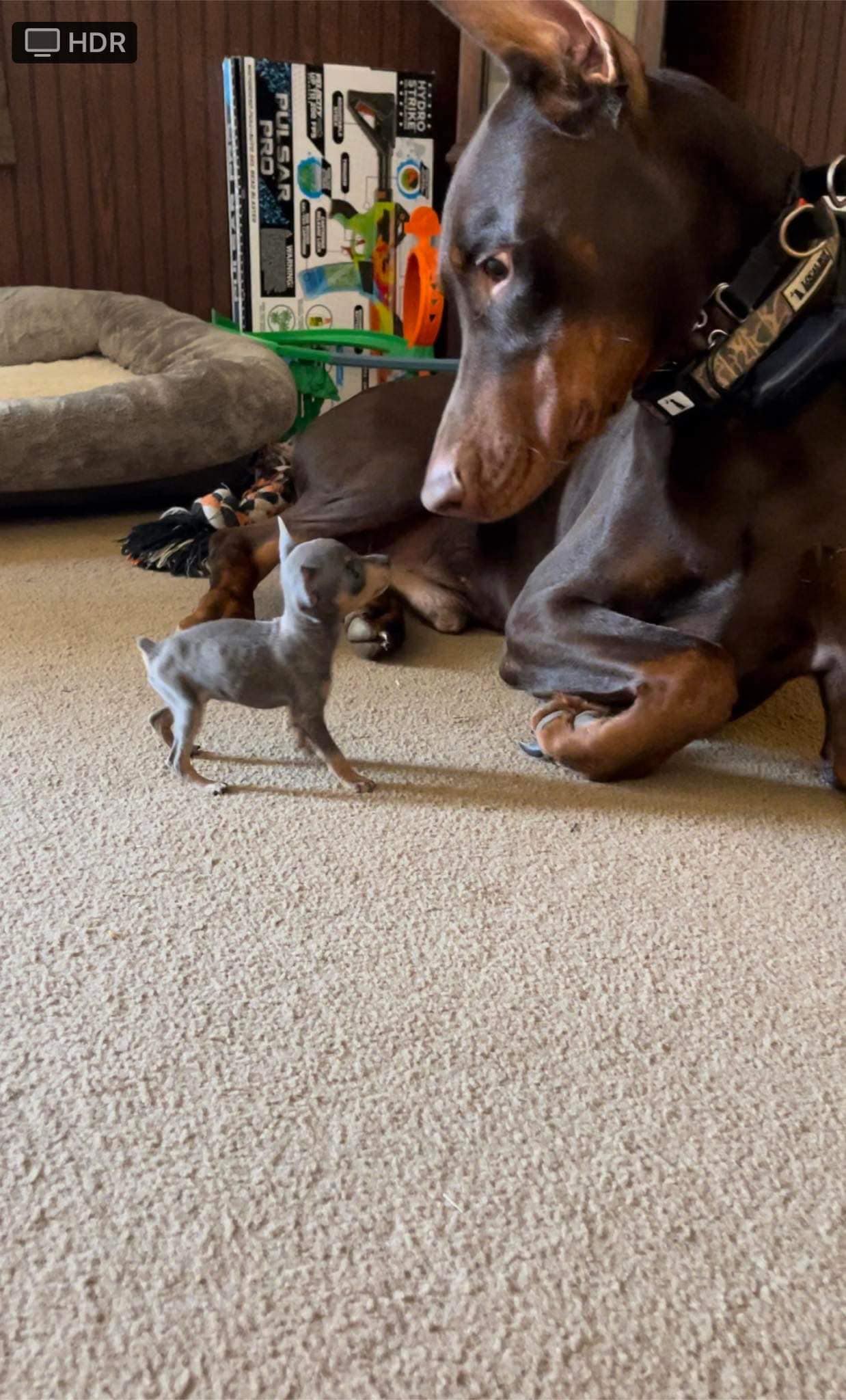Meet Nova, she was my... - Dual Stack Dobermans & Min Pins | Facebook