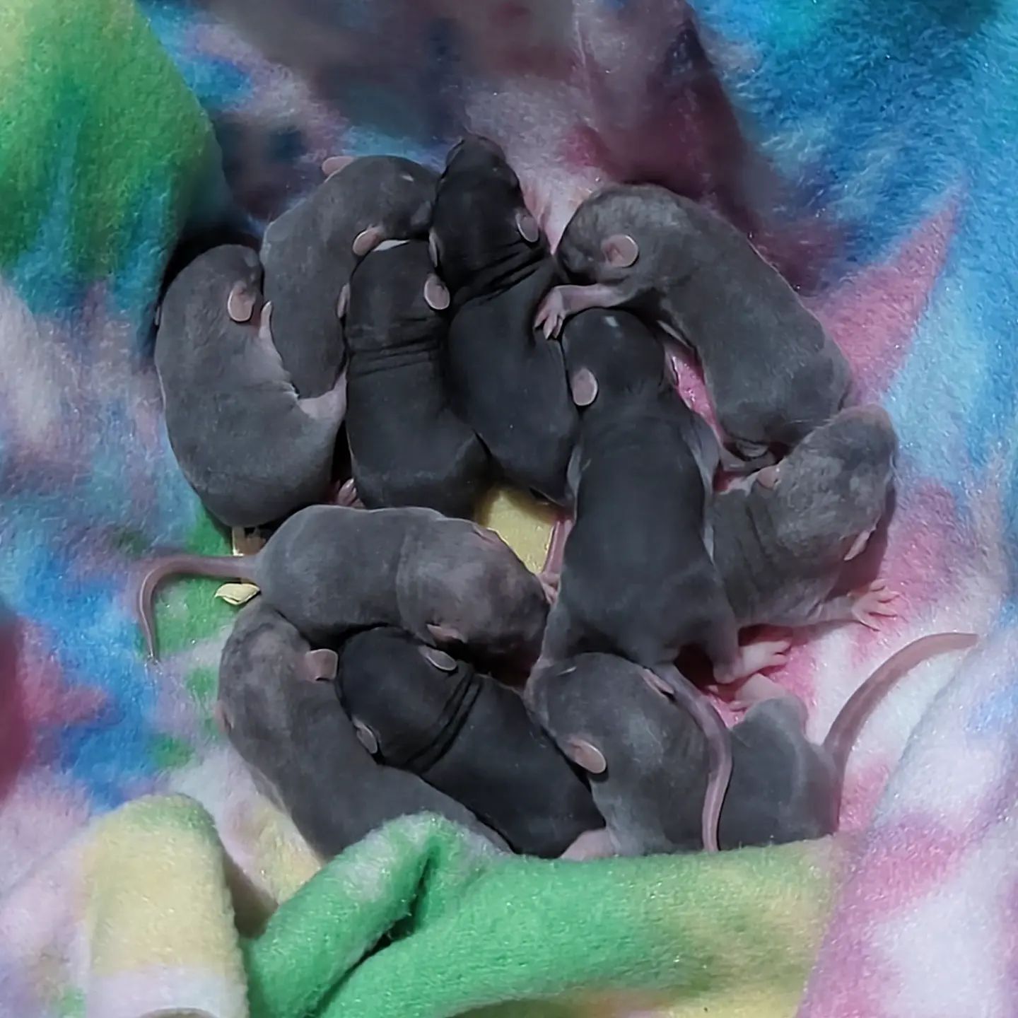 Buckingham Blue Rattery | Cleveland OH